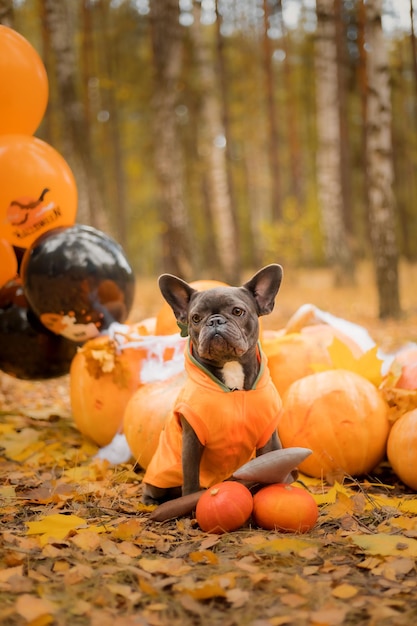 Halloween und Erntedankfest. Hund mit Kürbissen im Wald. Süße französische Bulldogge. Hund kostet
