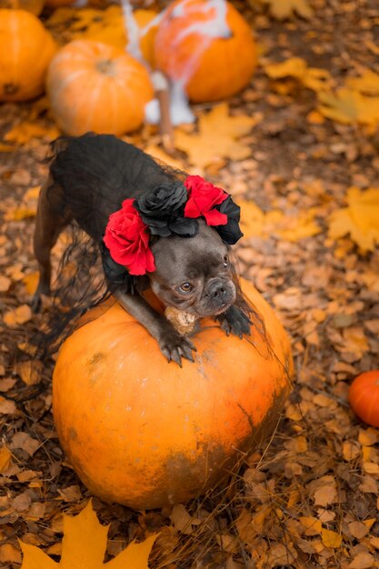 Halloween und Erntedankfest. Hund mit Kürbissen im Wald. Süße französische Bulldogge. Hund kostet