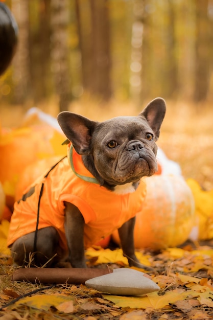 Halloween und Erntedankfest. Hund mit Kürbissen im Wald. Süße französische Bulldogge. Hund kostet
