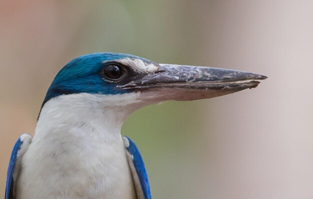 Halsband-Eisvogel Weißkragen-Eisvogel Mangroven-Eisvogel