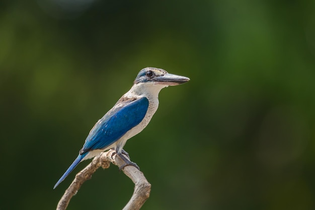 Halsband-Eisvogel Weißkragen-Eisvogel Mangroven-Eisvogel