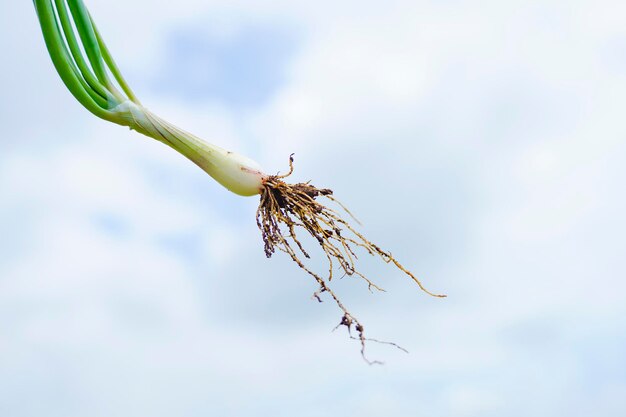 Halten der Frühlingszwiebelwurzel in der Hand auf dem Landwirtschaftsfeld