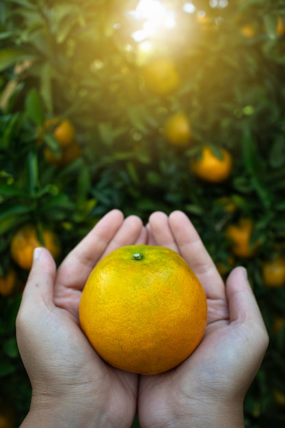 Foto halten sie orange in der farm