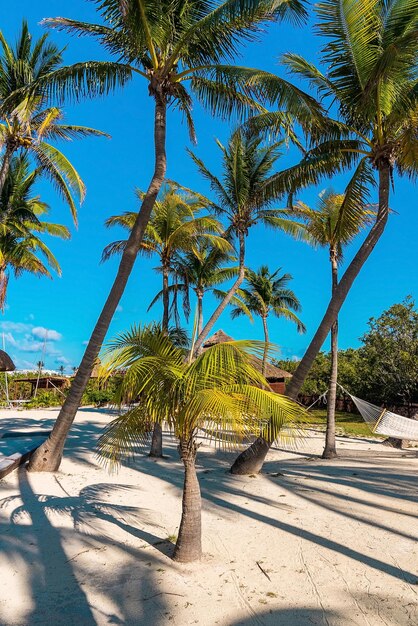 Hamaca colgando de un árbol en el resort de playa. Vista panorámica de la red de la hamaca colgando de los troncos de los árboles de palmera en la arena contra el cielo nublado