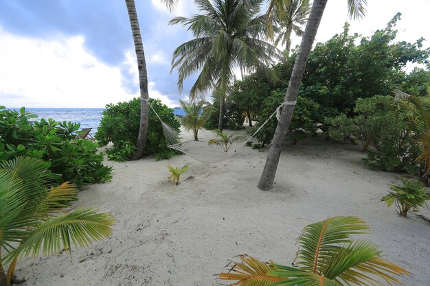 hamaca, palmeras sobre arena blanca en una isla tropical