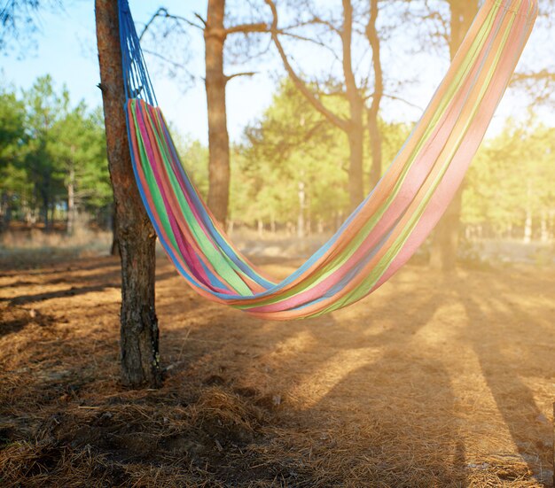 Hamaca textil colgando entre dos pinos en el bosque.