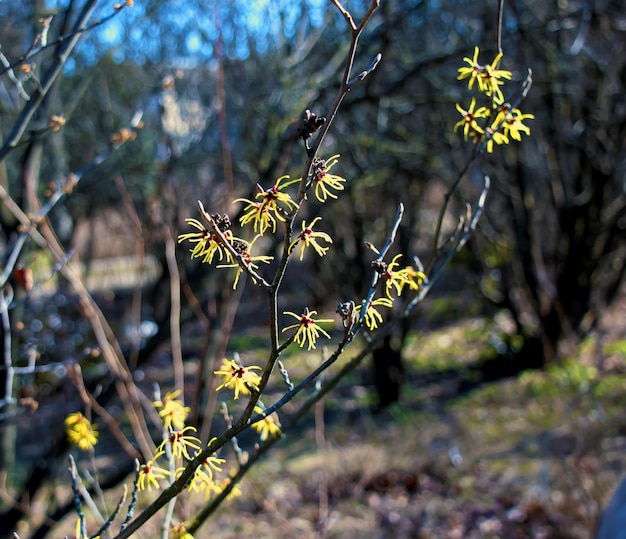 Hamamelis virginiana com flores amarelas que florescem no início da primavera