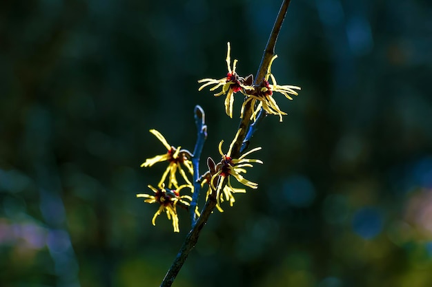 Foto hamamelis virginiana con flores amarillas que florecen a principios de la primavera