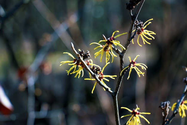 Hamamelis virginiana mit gelben Blüten, die im frühen Frühling blühen