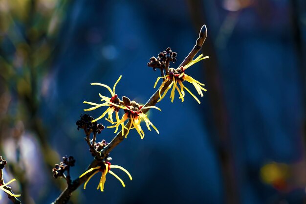 Hamamelis virginiana mit gelben Blüten, die im frühen Frühling blühen