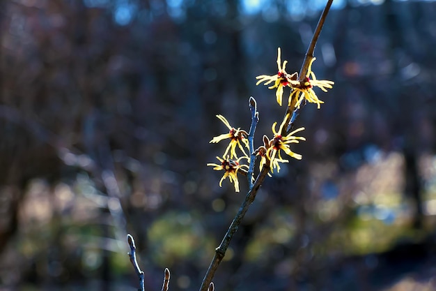 Hamamelis virginiana mit gelben Blüten, die im frühen Frühling blühen