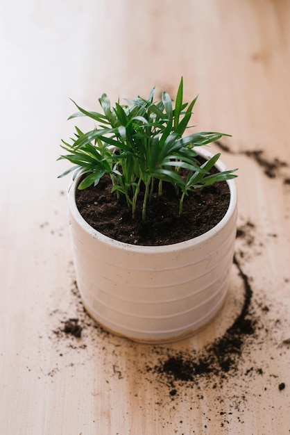 Hamedorea de palma de bambú de planta de interior en una olla en proceso de trasplante