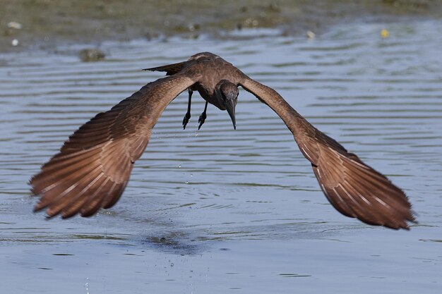 Hamerkop Scopus paraguas