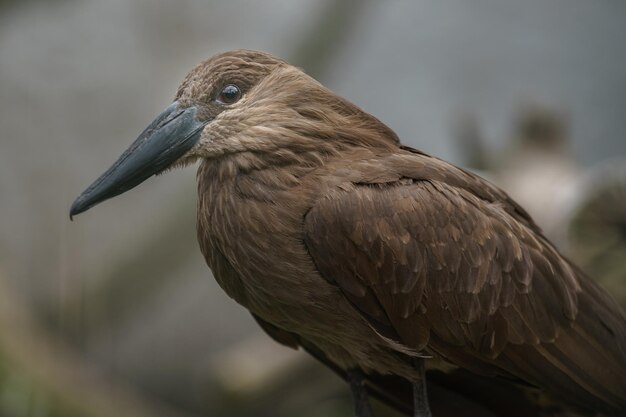 El hamerkop