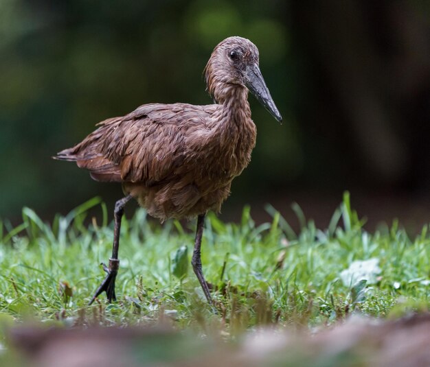 Hamerkop