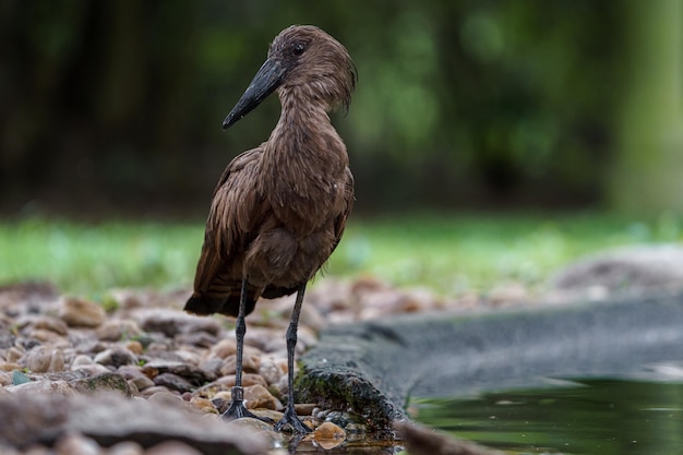 Foto hamerkop