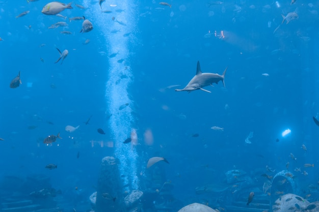Hammerhai im Aquarium. Der Große Hammerhai (Sphyrna mokarran) ist die größte Hammerhaiart und gehört zur Familie der Sphyrnidae. Atlantis, Sanya, Insel Hainan, China.
