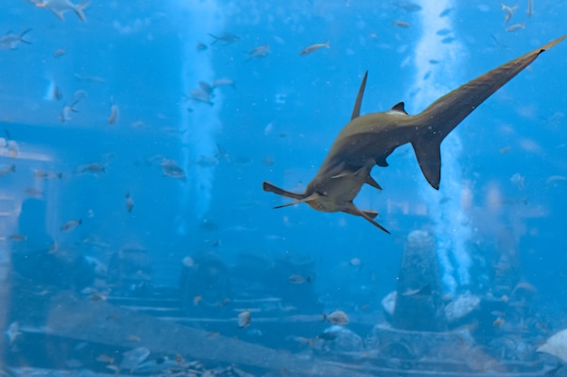 Hammerhai im Aquarium. Der Große Hammerhai (Sphyrna mokarran) ist die größte Hammerhaiart und gehört zur Familie der Sphyrnidae. Atlantis, Sanya, Insel Hainan, China.