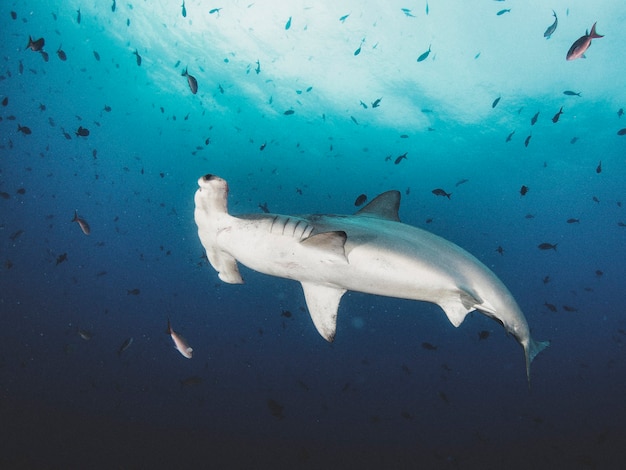Hammerhai (Sphyrnidae) schwimmen in tropischen Unterwasserwelten. Hammerhai in der Unterwasserwelt. Beobachtung von Wildtieren Ozean. Tauchabenteuer an der ecuadorianischen Küste von Galapagos