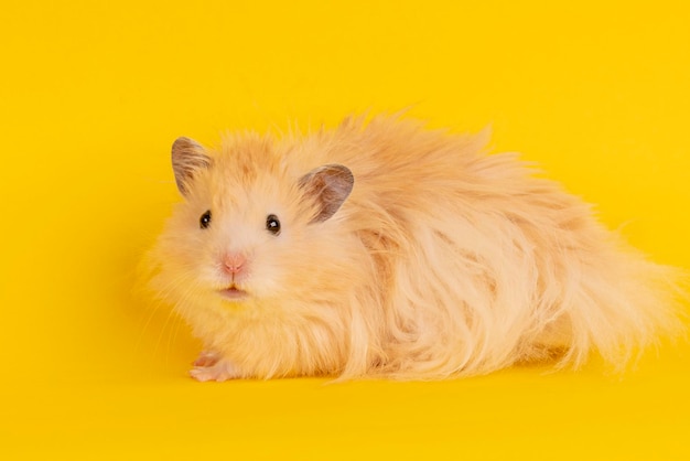 Hamster angorá fofo em um fundo amarelo