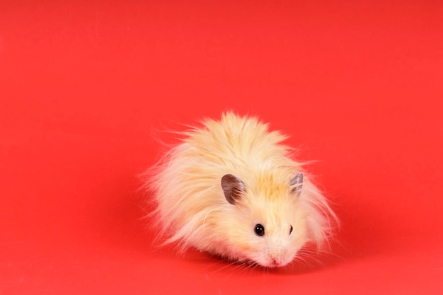 Hamster angorá fofo em um fundo vermelho