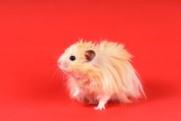 Hamster angorá fofo em um fundo vermelho