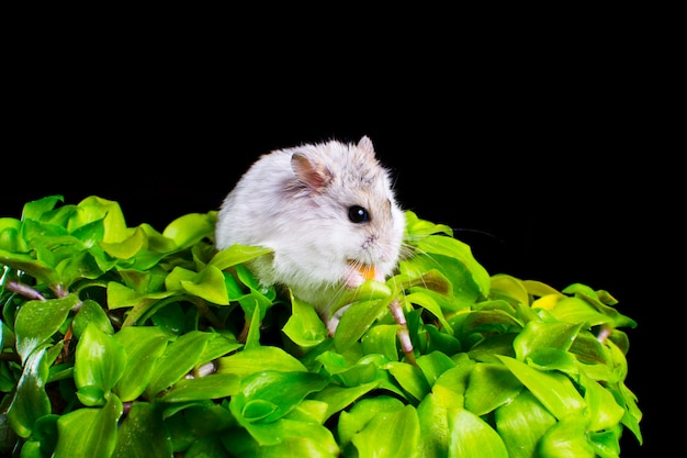 Hamster auf einer grünen Blume in einem Topf auf einem schwarzen Hintergrund