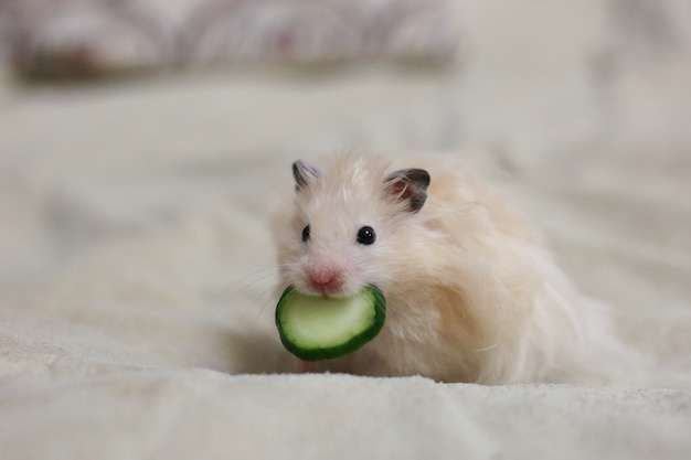 Hamster bege com um pepino na boca