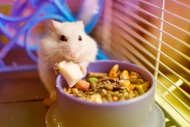 Hámster blanco comiendo un trozo de queso de su plato de comida