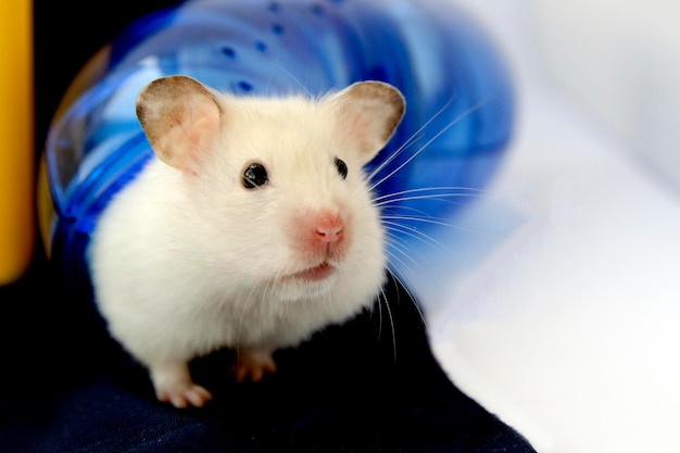 Hámster blanco, mascota, linda mascota sale del laberinto.