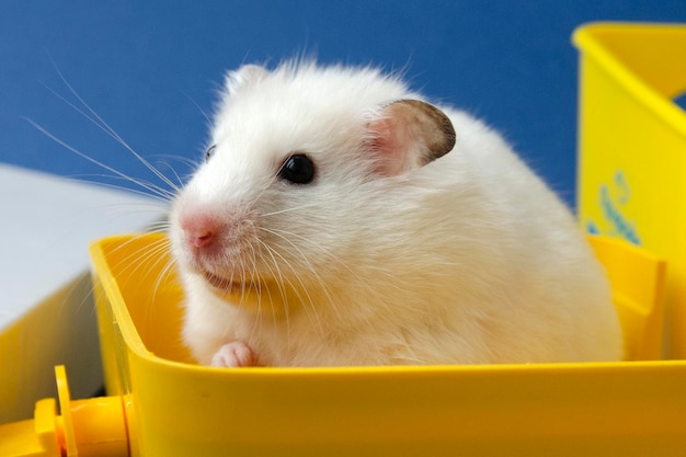 hamster branco, animal de estimação, favorito das crianças pequenas, para educação do amor, roedor,