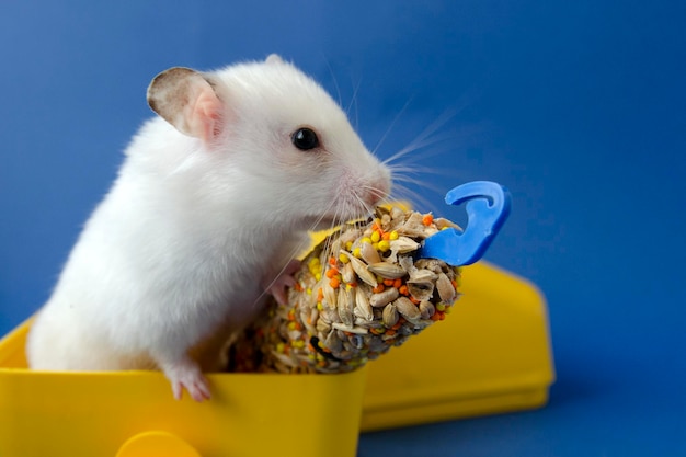 hamster branco, animal de estimação, sobre um fundo azul come comida seca, em uma casa amarela