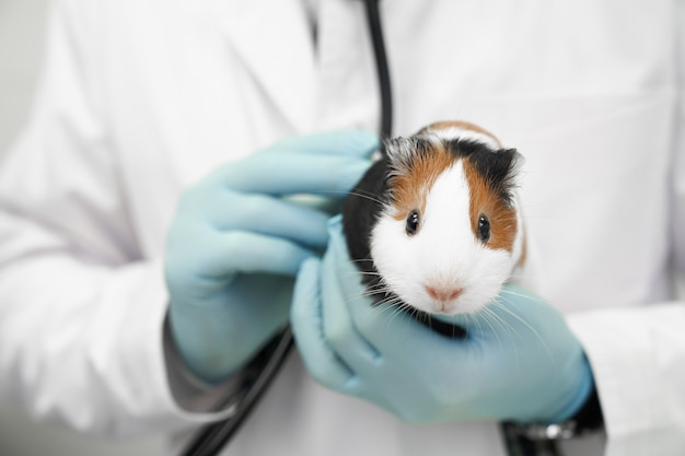 Hamster branco e marrom nas mãos do veterinário.