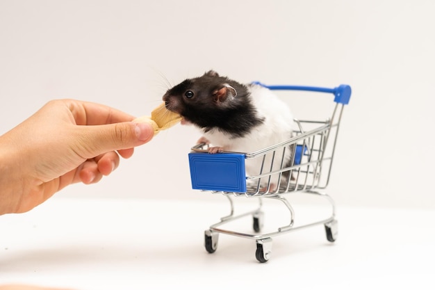 Hámster en un carrito de compras. pequeño roedor lindo. foto sobre un fondo blanco.