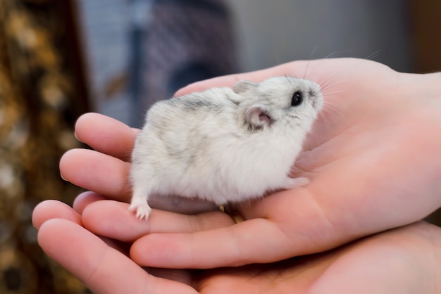 Hamster cinzento na mão