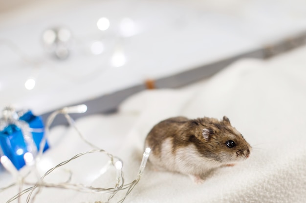 hamster com uma guirlanda de Natal e uma caixa de presente sobre um fundo de madeira