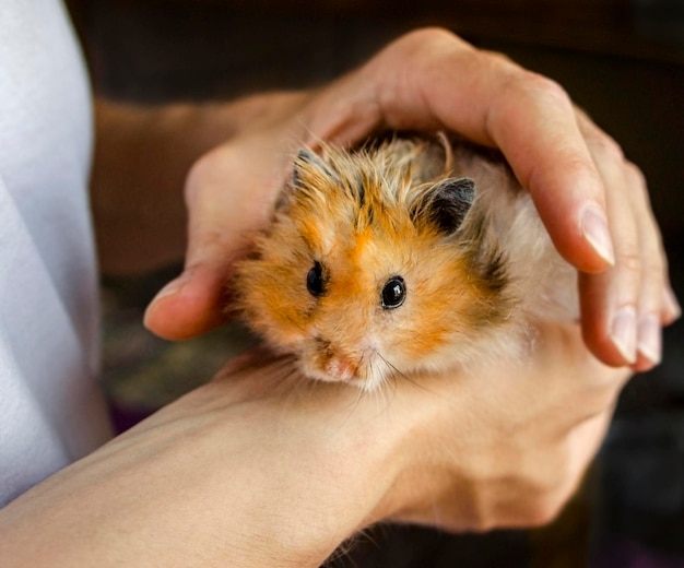 Hamster de gengibre vermelho sírio fechado em mãos humanas pequenos animais de estimação fofos