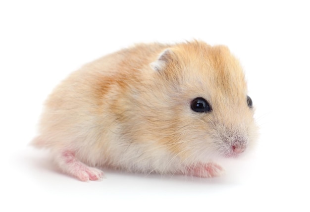 Hamster doméstico pequeno