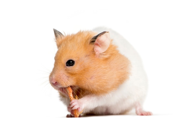 Hamster dourado comendo na frente de um fundo branco