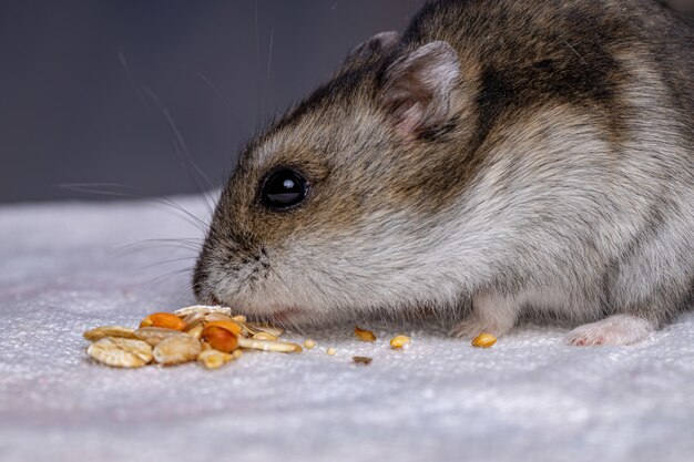 Hámster enano Campbell de la especie Phodopus campbelli con enfoque selectivo