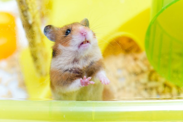 Hamster engraçado vermelho olhando para fora de sua gaiola. Patinha.