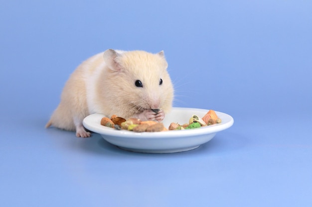 Un hámster esponjoso come comida seca de un platillo cuidando a una mascota Alimentando al animal Primer plano