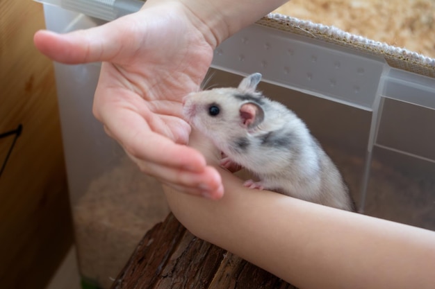 Hamster está brincando com a garota Conceito de vida feliz