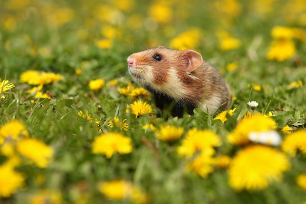 Hamster europeu em um prado florido