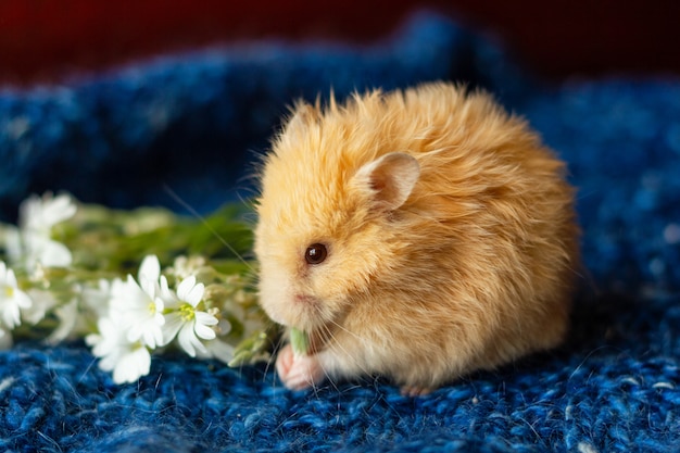 Hamster fofo com flores em azul