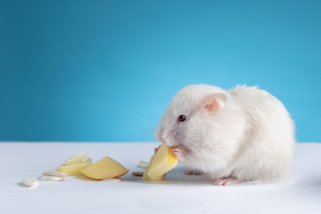 Hamster fofo come em uma vista frontal de fundo azul com espaço para texto