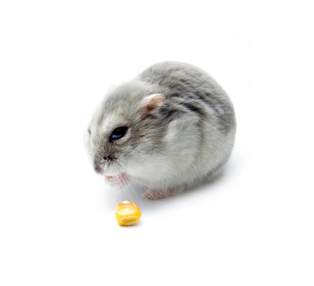 Hamster fofo comendo milho isolado no fundo branco