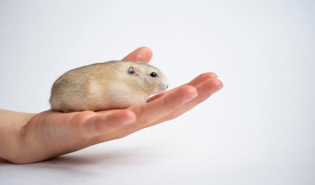 hamster fofo na mão humana em fundos brancos