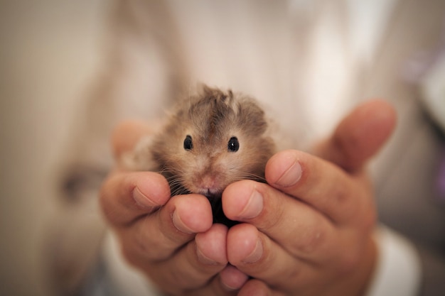 Hamster in Händen