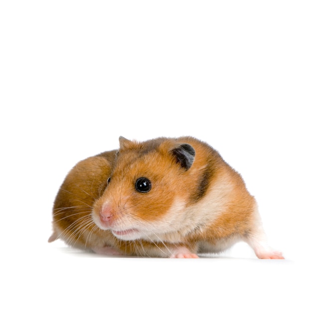 Hamster isoliert